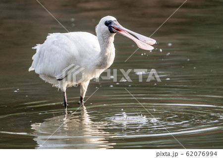 クロツラヘラサギ 62076994