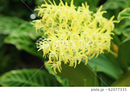 デンドロビュウムの花 62077335
