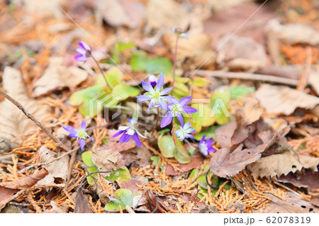 オオミスミソウの花 オオミスミソウの花 62078319
