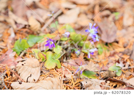 オオミスミソウの花 オオミスミソウの花 62078320