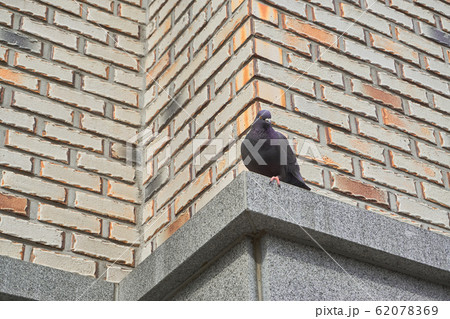 動物 自然 野生 62078369