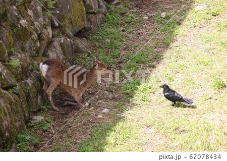 鹿 しか シカ 烏 カラス 対決 明暗 名古屋 鹿 しか シカ 烏 カラス 対決 明暗 名古屋 62078434
