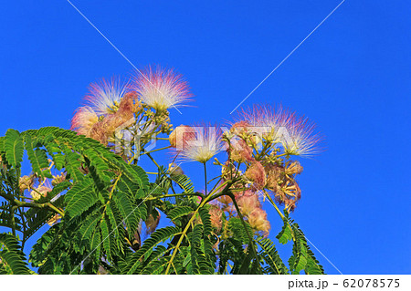 ネムノキの花 62078575