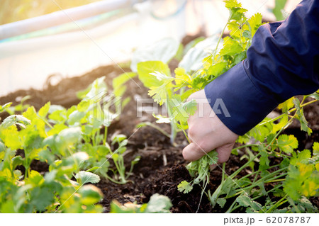 Fresh organic vegetable coriander or cilantro bunch in farm 62078787