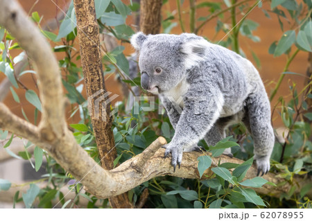 コアラ 62078955