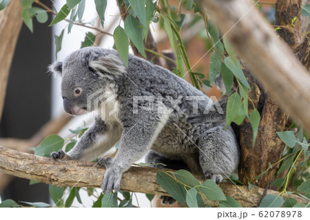 コアラ 62078978