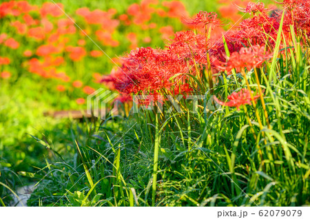 彼岸花の群生地、蓑沢彼岸花公園、栃木県、 彼岸花の群生地、蓑沢彼岸花公園、栃木県、 62079079
