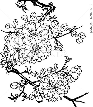 泰山府君桜 62079202