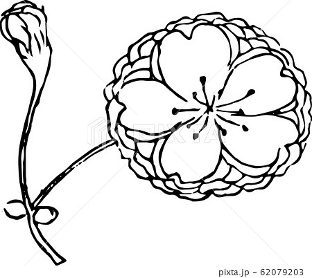 名嶋桜 62079203
