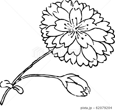 大膳桜 62079204