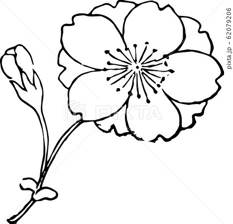 遅桜 62079206