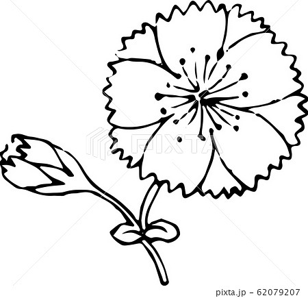 瞿麦桜 62079207