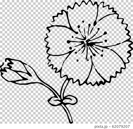 瞿麦桜 62079207