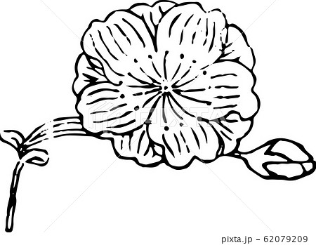 盬竈(しおがま)桜 盬竈(しおがま)桜 62079209