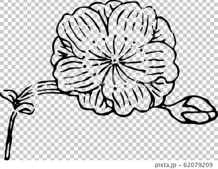 盬竈(しおがま)桜 盬竈(しおがま)桜 62079209