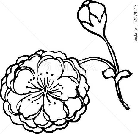 薩摩緋桜 62079217
