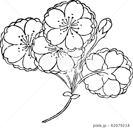 五所桜 62079218