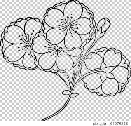 五所桜のイラスト素材