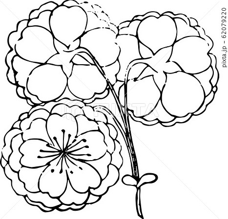 提灯桜（小） 62079220