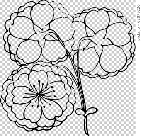 提灯桜（小） 62079220