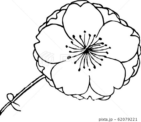 提灯桜（大） 62079221