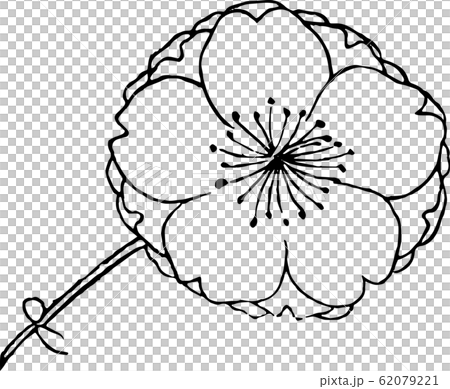 提灯桜（大） 62079221