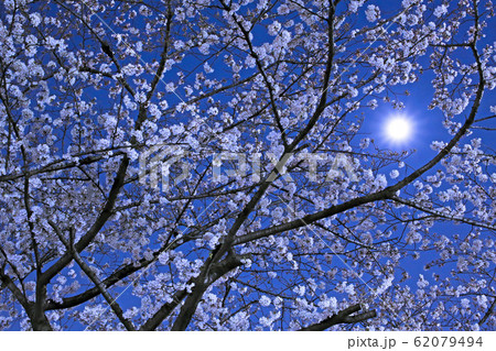 夜桜と満月 62079494