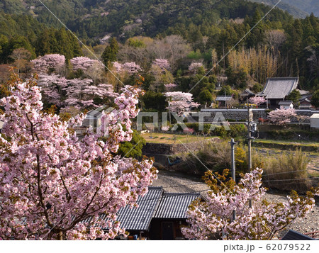 横輪桜の里（三重県伊勢市） 62079522