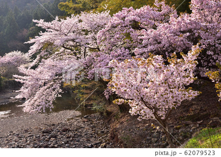 横輪桜の里（三重県伊勢市） 62079523