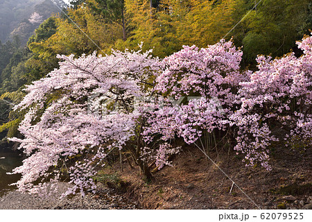 横輪桜の里(三重県伊勢市) 横輪桜の里(三重県伊勢市) 62079525