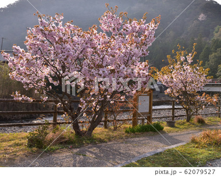 横輪桜の里(三重県伊勢市) 横輪桜の里(三重県伊勢市) 62079527