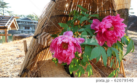 愛知県　名古屋市　徳川園　牡丹 62079540