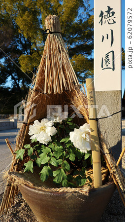 愛知県　名古屋市　徳川園　牡丹 62079572