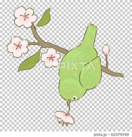 White-eye and cherry 62079599