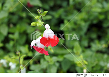 サルビア・ミクロフィラ チェリーセージ Salvia サルビア・ミクロフィラ チェリーセージ Salvia 62079913