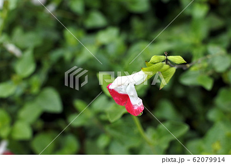 サルビア・ミクロフィラ チェリーセージ Salvia サルビア・ミクロフィラ チェリーセージ Salvia 62079914