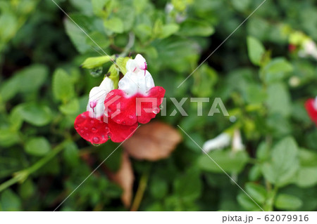サルビア・ミクロフィラ チェリーセージ Salvia サルビア・ミクロフィラ チェリーセージ Salvia 62079916