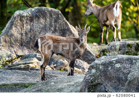 Male mountain ibex or capra ibex on a rock 62080041