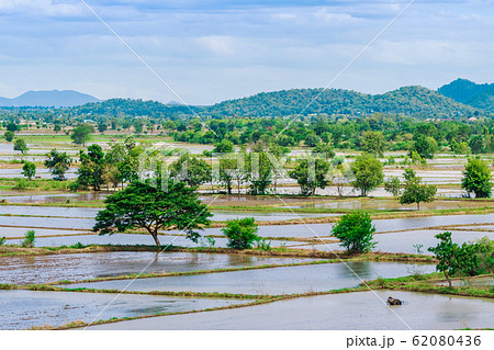 Scenery of flooded rice paddies. Agronomic methods of growing rice with water in which rice sown in Thailand. Scenery of flooded rice paddies. Agronomic methods of growing rice with water in which rice sown in Thailand. 62080436