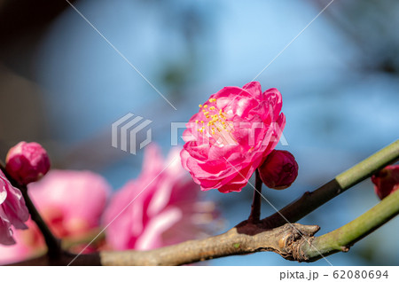八重梅 62080694