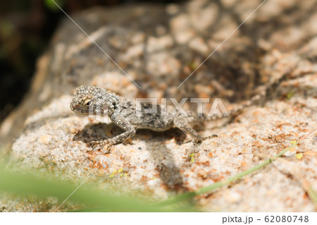 exotic gecko warming up on a sunny day exotic gecko warming up on a sunny day 62080748