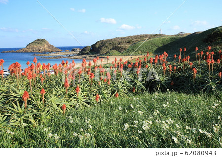 伊豆下田 爪木崎の水仙まつり 伊豆下田 爪木崎の水仙まつり 62080943