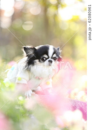 チワワ 62080961