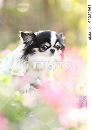 チワワ チワワ 62080963