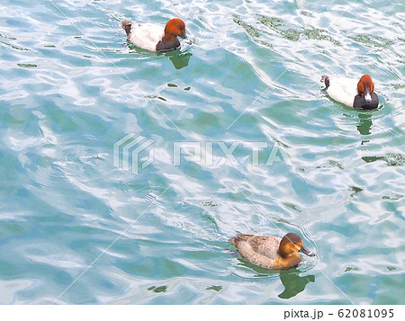 ホシハジロ 雄と雌 ホシハジロ 雄と雌 62081095