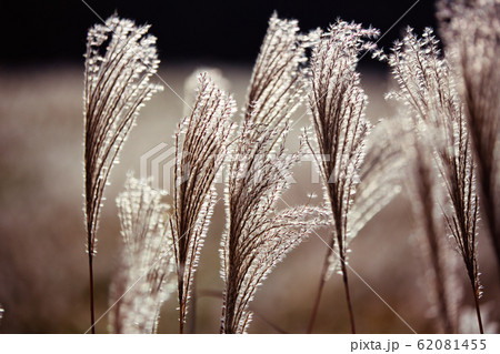 ススキ 62081455