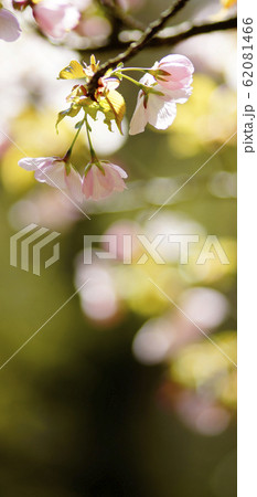 待受け画面 桜 ピンク 画面比率19:9 待受け画面 桜 ピンク 画面比率19:9 62081466