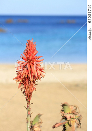 伊豆下田 爪木崎のアロエ 伊豆下田 爪木崎のアロエ 62081719