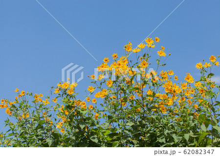 菊芋の黄色い花 菊芋の黄色い花 62082347