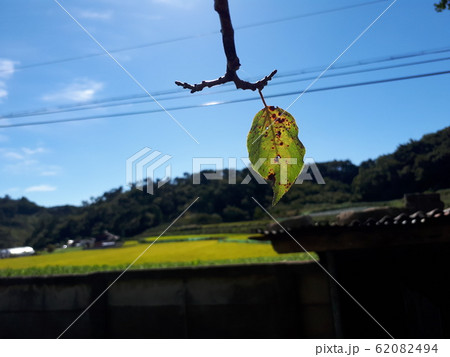 葉 木の葉 歳月 62082494
